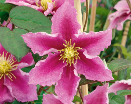 Clematis piilu