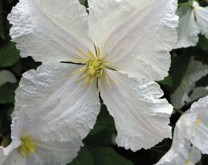 Clematis prince george