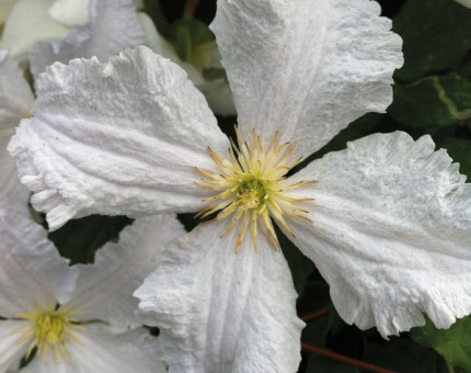 Clematis prince george