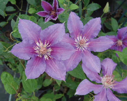 Clematis prince phillip