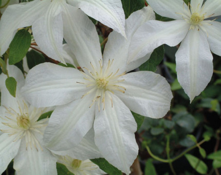 Clematis roko-kolla