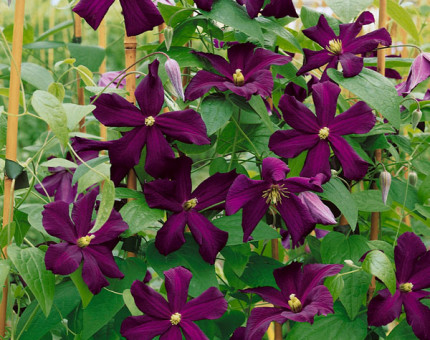 Clematis romantika