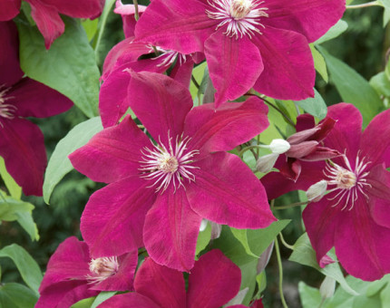 Clematis rouge cardinal