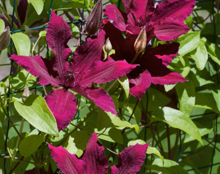 Clematis ruutel