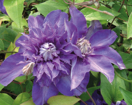 Clematis shikoo