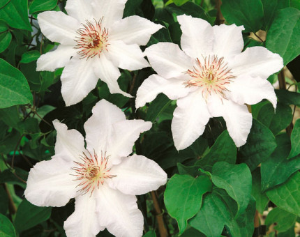 Clematis snow queen