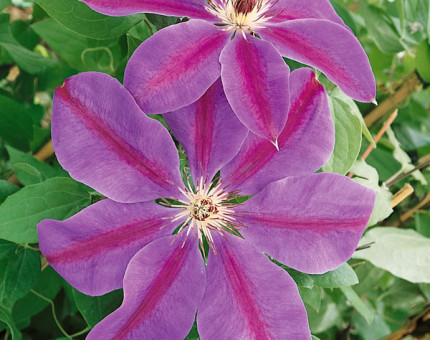 Clematis souvenir de capitaine thuilleaux