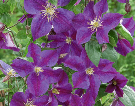 Clematis star of india