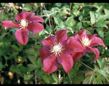 Clematis sunset