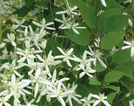 Clematis sweet scentsation