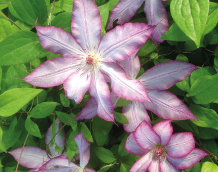 Clematis tae