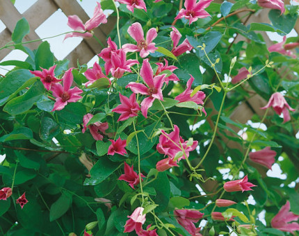 Clematis texensis duchess of albany