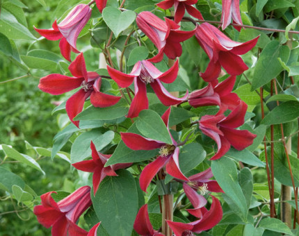 Clematis texensis gravetye beauty