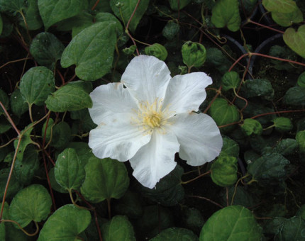 Clematis veronica's choice