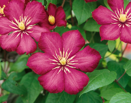 Clematis ville de lyon