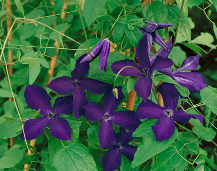 Clematis viticella black prince