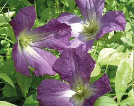 Clematis viticella little bass