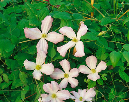 Clematis viticella little nell