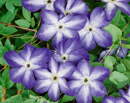 Clematis viticella venosa violacea