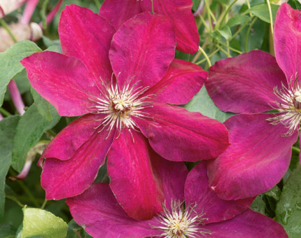 Clematis westerplatte