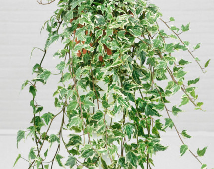 Hedera helix adam