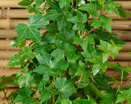 Hedera helix green ripple