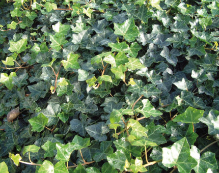 Hedera helix hibernica