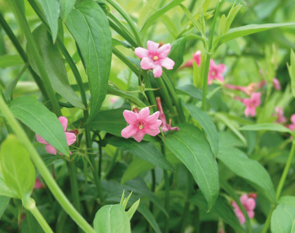 Jasminum beesianum