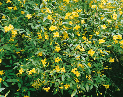 Jasminum humile revolutum