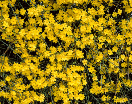 Jasminum nudiflorum