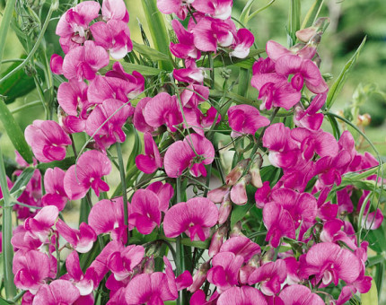 Lathyrus latifolius pink pearl