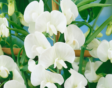 Lathyrus latifolius white pearl