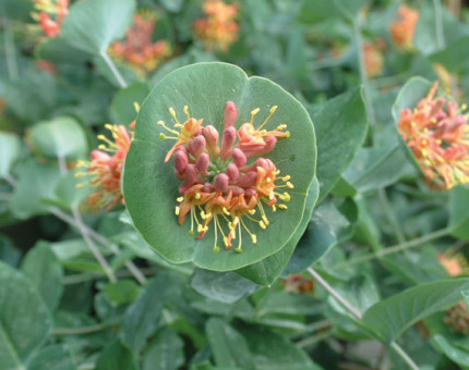 Lonicera firecracker