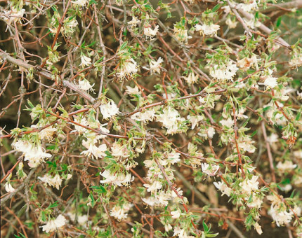 Lonicera fragrantisima