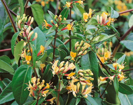 Lonicera japonica copper beauty