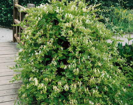 Lonicera japonica halls prolific