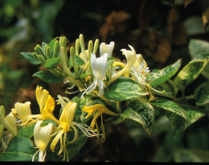 Lonicera japonica horwood gem