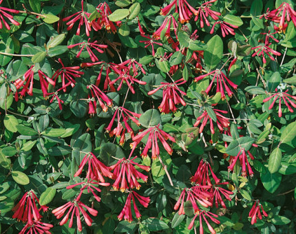 Lonicera sempervirens