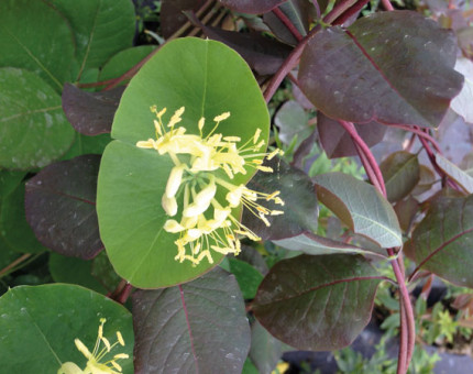 Lonicera spring purple