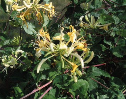 Lonicera sweet sue