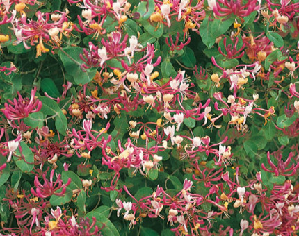 Lonicera x americana