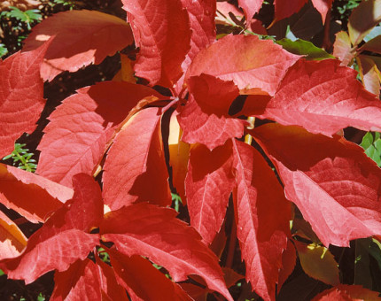 Parthenocissus quinquefolia