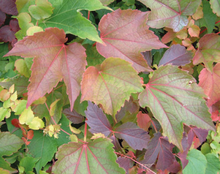 Parthenocissus tricuspidata green spring