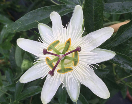 Passiflora constance elliott