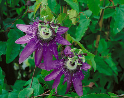 Passiflora lavender lady