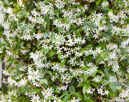 Trachelospermum jasminoides