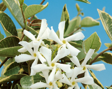 Trachelospermum jasminoides variegata