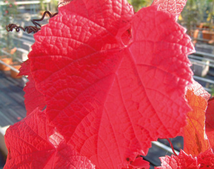 Vitis amurensis