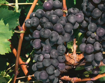 Vitis black hamburg