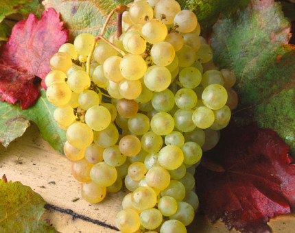 Vitis golden chasselas